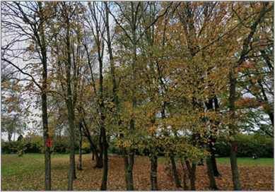 A view of the same area as the previous picture but now the building is gone and is replaced by trees and a field, boarded by hedges.