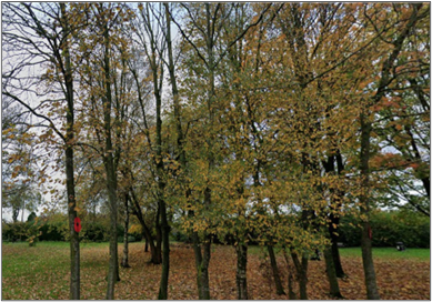 A view of the same area as the previous picture but now the building is gone and is replaced by trees and a field, boarded by hedges.
