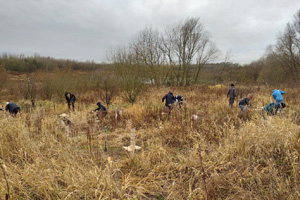 Volunteers work together to plant trees at Bickershaw Country Park