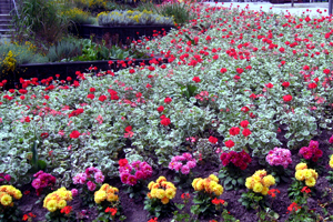 The Wiend, Wigan town centre planted by the Greenspaces Team on staff volunteer day