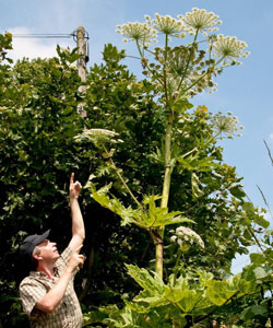 Giant hogweed