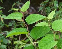 Japanese knotweed