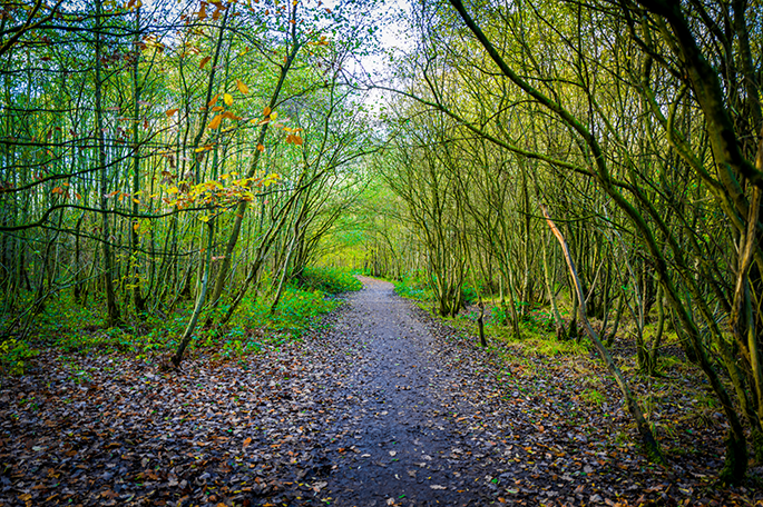 Amberswood path