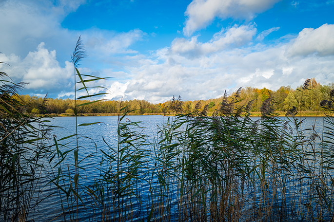 Amberswood lake