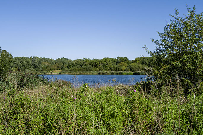 Amberswood lake