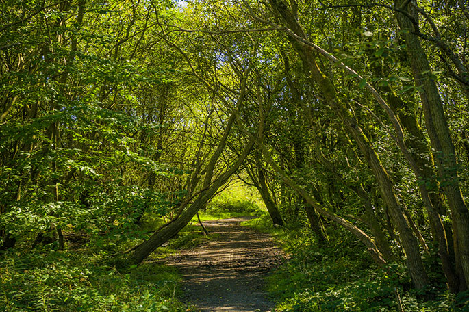 Amberswood trees