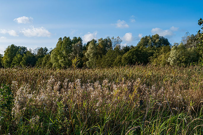 Bickershaw North fields