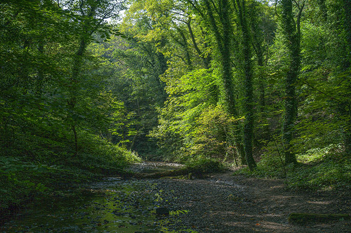 Borsdane Woodland