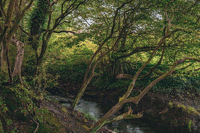 Byrom Hall Wood canal