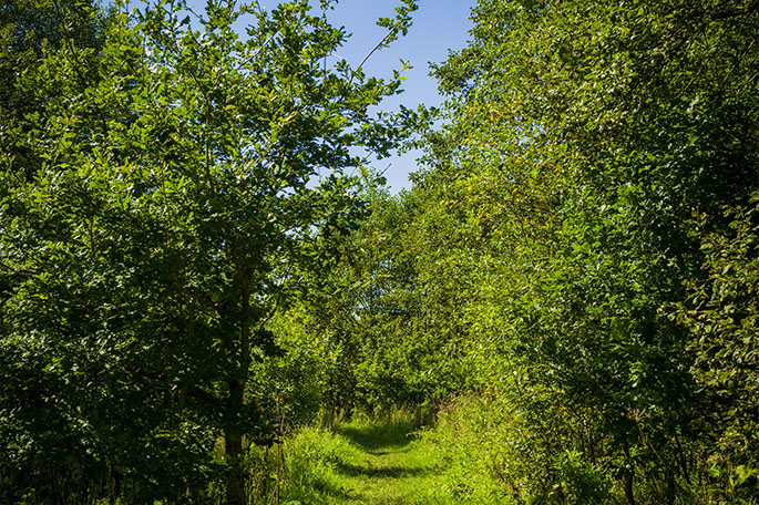 Crawfords Wood trees