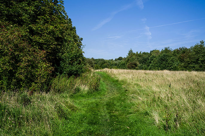 Crawfords Wood grass path