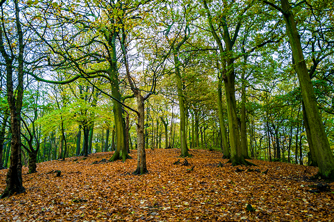 Haigh Woodland Park