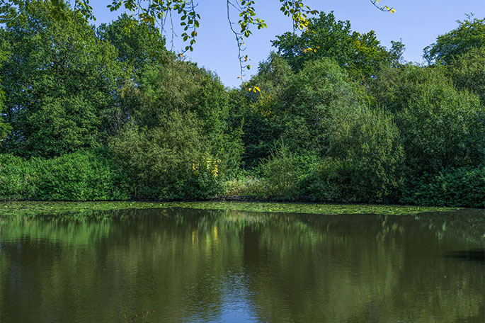 Haigh Woodland Park lake