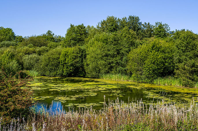 Kirkless Local Nature Reserve pond