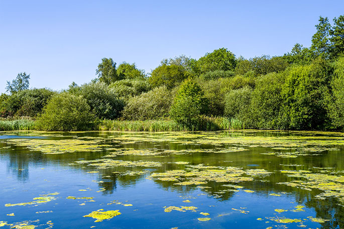 Kirkless Local Nature Reserve pond