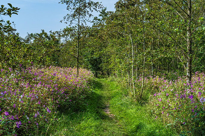 Lady Mabel's Wood path