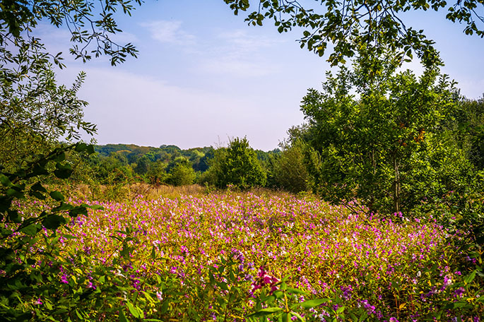 Lady Mabel's Wood meadowland