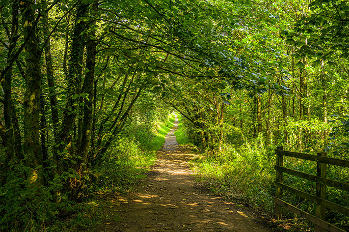 Lady Mabel's Wood