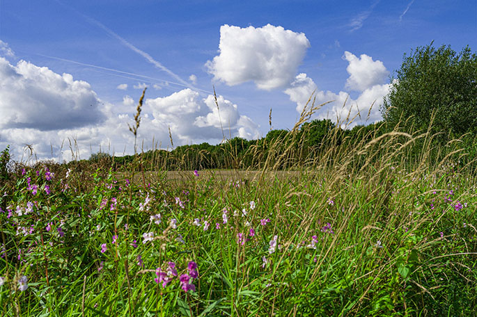 Lightshaw Meadows