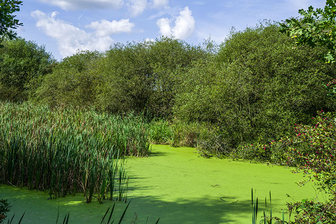 Lightshaw Meadows