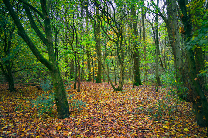 Low Hall Nature Reserve woodlands