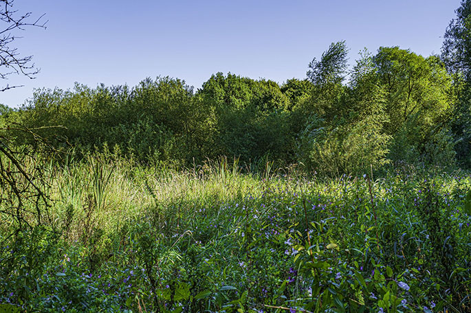 Low Hall Nature Reserve grasslands