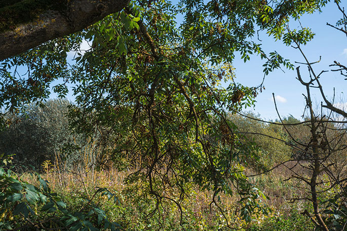 Viridor Wood woodlands