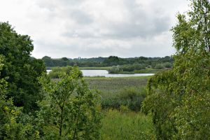 Lightshaw meadows_flashes