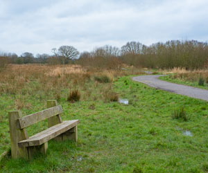 Byrom Wood